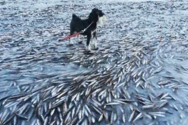 Un întreg banc de peşti a îngheţat în Norvegia